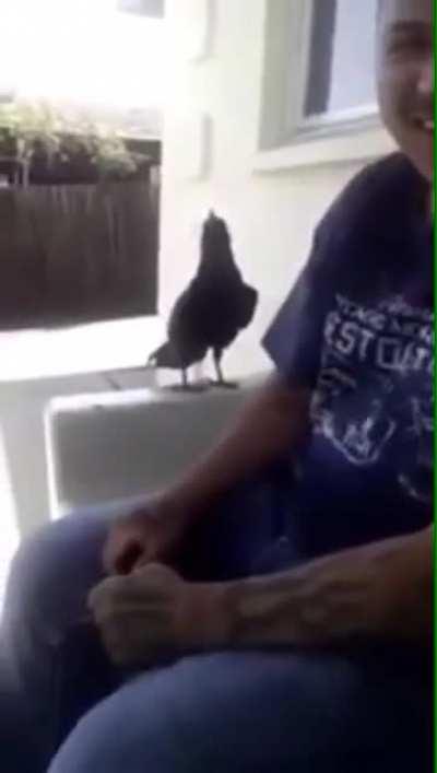 crow does not like his beak being called big