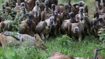 Vultures politely wait for Jackal to finish its meal.