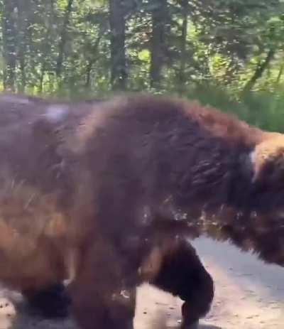 🔥 Encountering a Grizzly Bear out for a stroll on a hiking trail