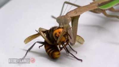 Praying Mantis Eating An Asian Giant Hornet's Face