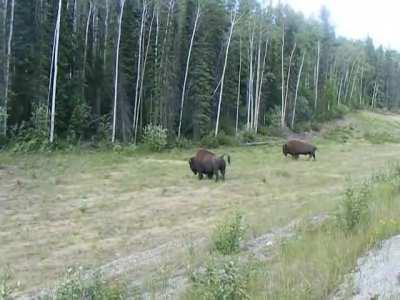 Charging towards a bison