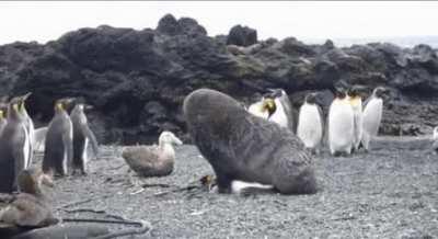 Huge elephant seal raping a penguin.