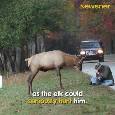 This camera-man is challenged by a juvenile elk and manages to keep his cool throughout the encounter.