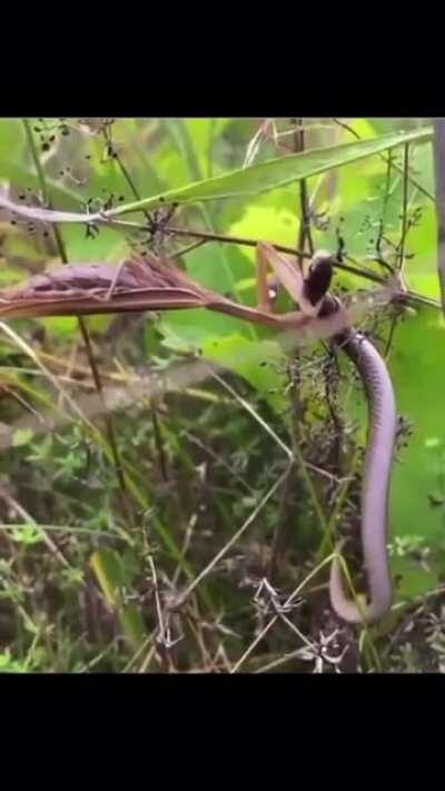 Praying Mantis eating a snake