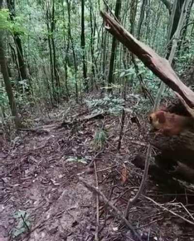 🔥Two flying squirrels