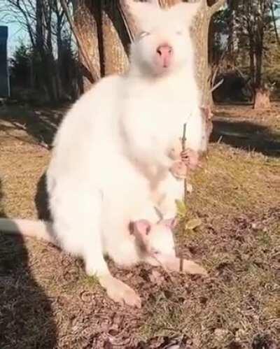 An Albino joey, with an albino baby joey