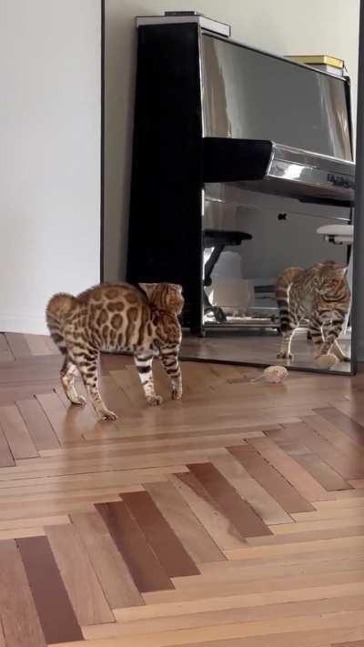 Feline fun turns into a mirror meltdown as kitty confronts its doppelganger!