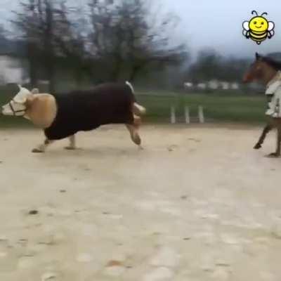 Just a horse jumping...