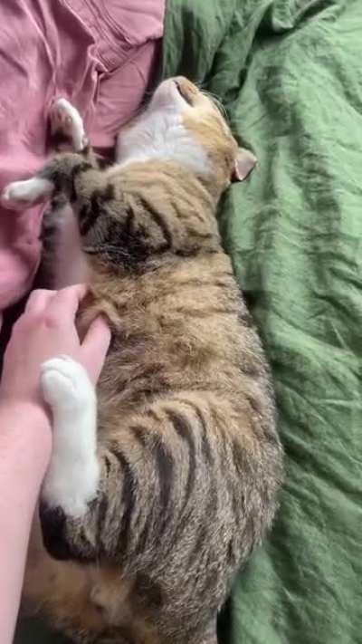 Very sleepy belly pats