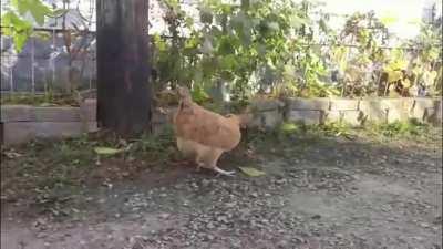 To escape cat's deadly paws