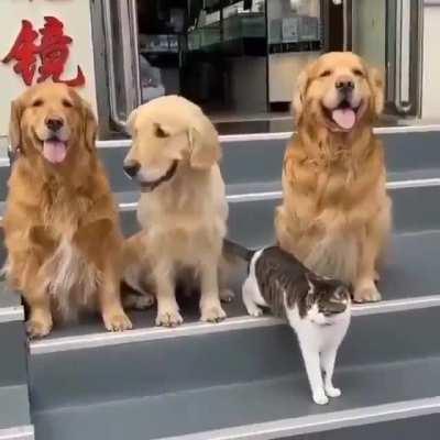 Dog taking the cat to take a picture!