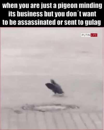 comrade pigeon