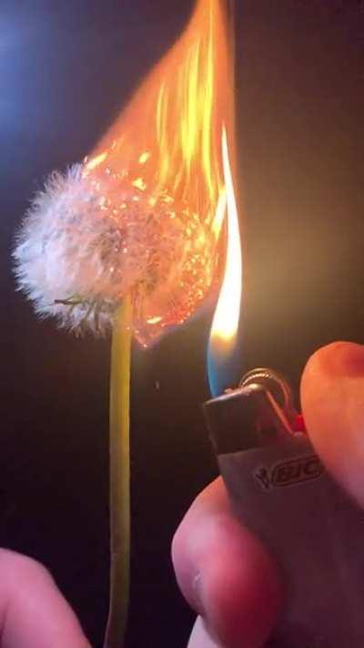 Dandelion I set on fire in slow motion