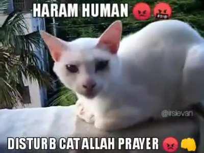 kill humane 😡😡😡😡😡🤬🤬👊👊👊🕋🙏🙏