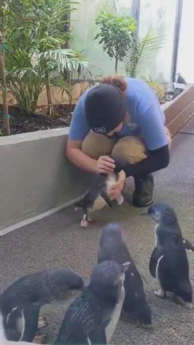 Little penguin can't contain his joy