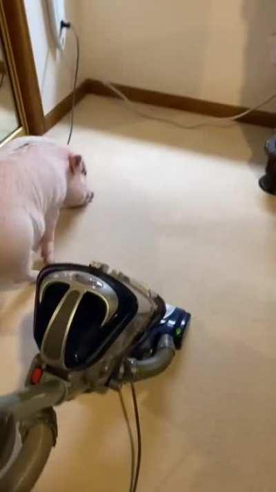 Pigs do NOT like the sound of the vacuum, so they unplug it.