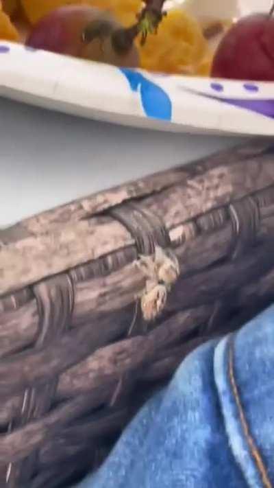 Jumping spider climbs a lady's leg so she sics it on a fly 