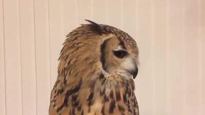 A sneezing owl.