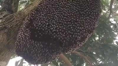 How bees protect their hives, this is called &quot;Shimmering&quot;