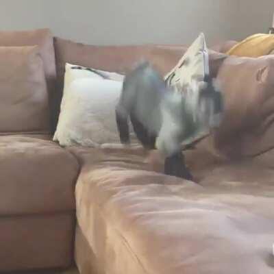 One little baby goat, bouncing on the couch