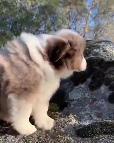 Over dramatic puppy on a rock