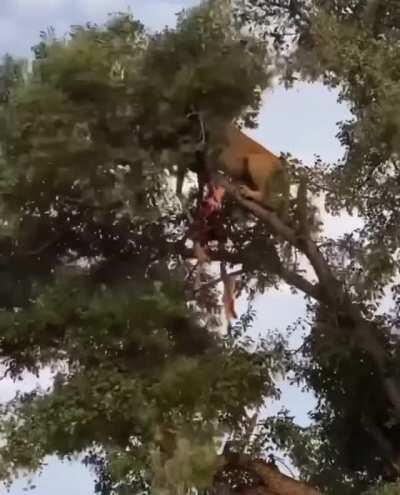 🔥 Lioness encourages a leopard to leave her territory.