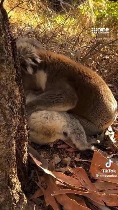 A koala mourning its deceased friend 