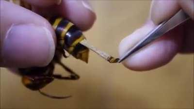 Removing a Parasite from a Wasp