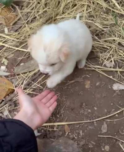 puppy touching a human for the first time in its life