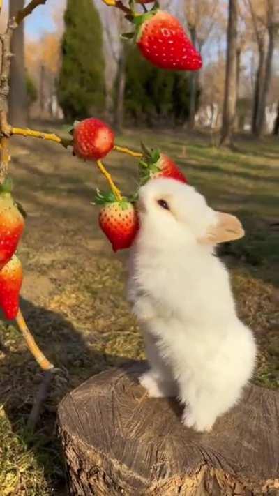 Berry Hungry For a Strawberry There!