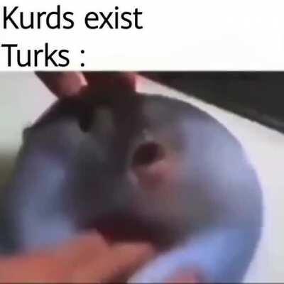 The kurd is the fish