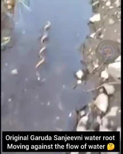 Garuda Sanjeevni, an ayurvedic herb found in Himalayan mountain range, moving against flow of water