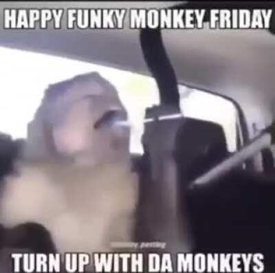 funny monkey