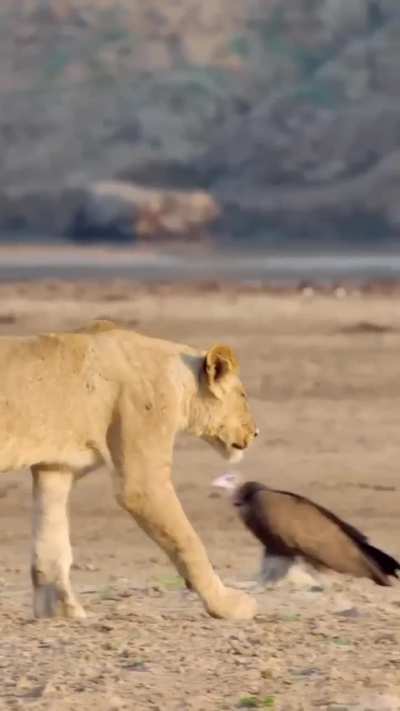 🔥Hippo laughing at young lions