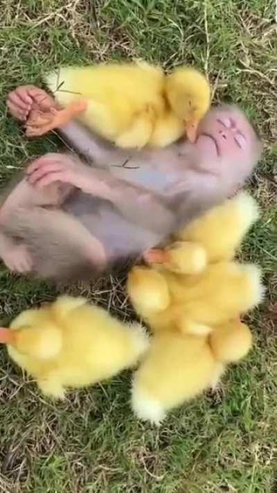 Cuteness Overload! 🥰🐒+🐥♥️