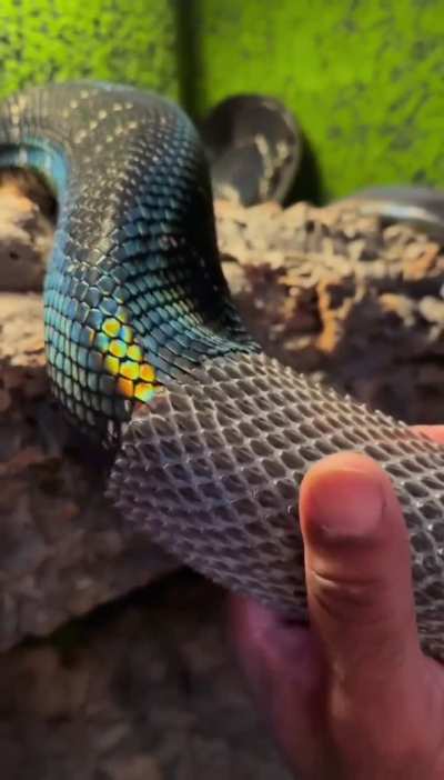 One of the rarest snakes in the world, Boelen's python, is shedding his skin