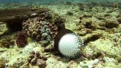 An octopus presumably getting high on toxic secretions from a porcupine fish