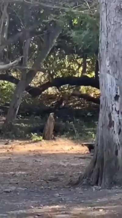 Komodo dragon hunting down monkeys