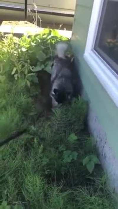 Husky is done with bath time