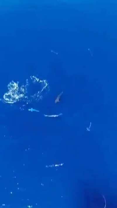 sharks chase a hooked dolphin fish