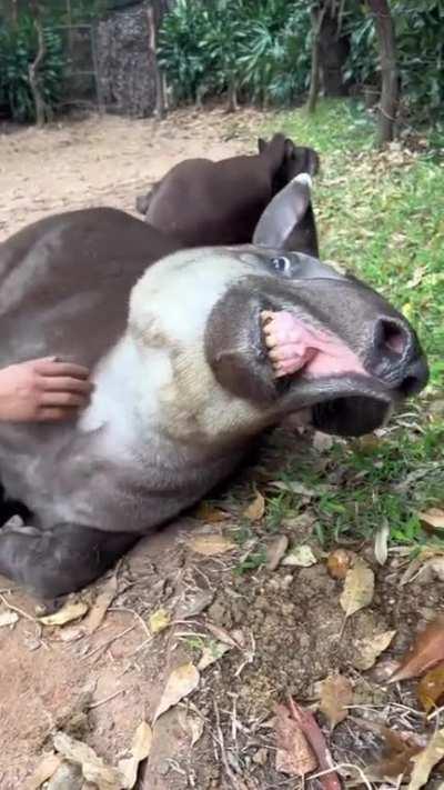 Tapir Porn Long Videi - ðŸ”¥ Yall ever seen a Tapir? : Damnthatsinteresting || [dd] ...
