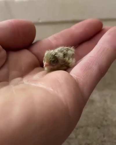 Smol borb