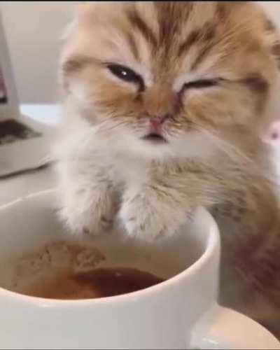 Sleepy Kitten Needs Coffee!☕😂♥️