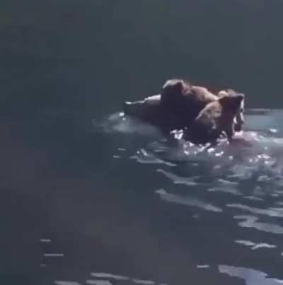 🔥 Bear cubs sailing on the mama raft