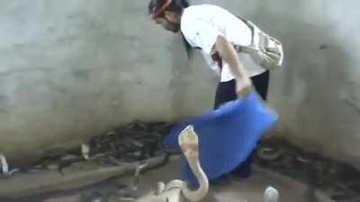 Slapping a Cobra