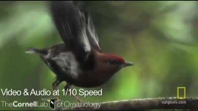 Bird sings with wing feathers.