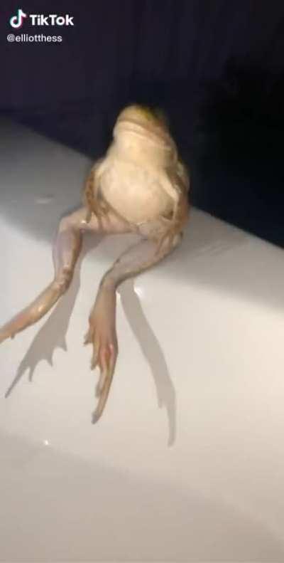 Frog caught on camera