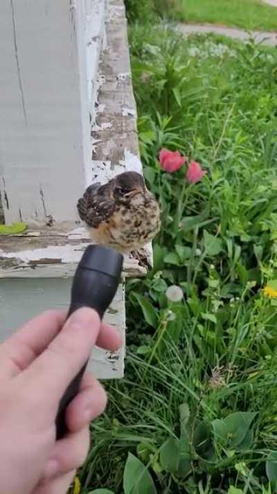 Interviewing a baby bird after they fell out of their nest.