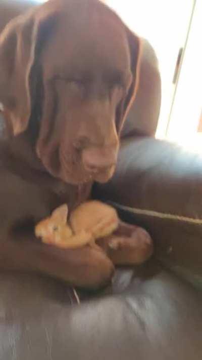 Noah comforting his brand new baby sister, Tabby