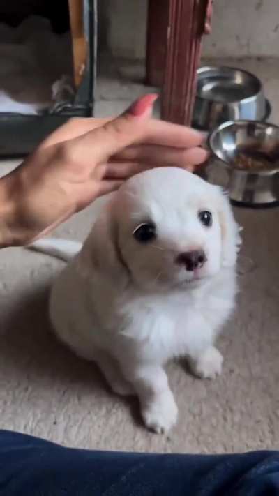 Cute little puppy 